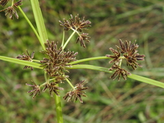 Cyperus fuscus