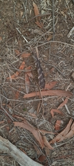 Podargus strigoides