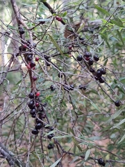 Acrotriche aggregata