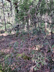 Acrotriche aggregata