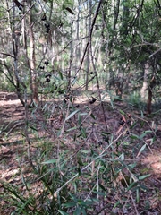 Acrotriche aggregata