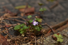 Cymbalaria