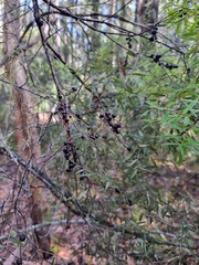 Acrotriche aggregata
