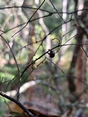 Acrotriche aggregata