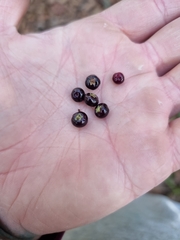 Acrotriche aggregata