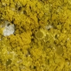 Chrysothrix chlorina