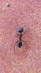 Camponotus barbaricus
