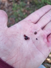Acrotriche aggregata