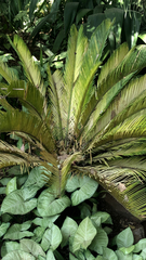 Cycas revoluta