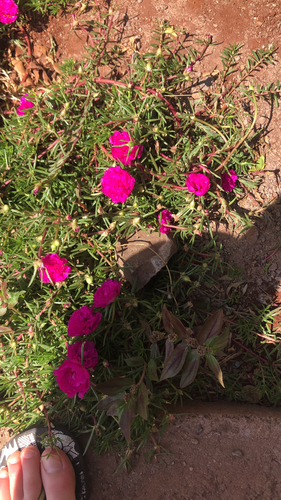 Portulaca grandiflora image