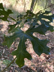 Brachychiton australis