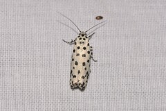 Ethmia clytodoxa