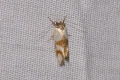 Antipterna trilicella