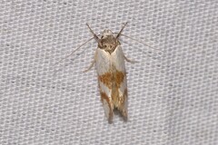 Antipterna trilicella