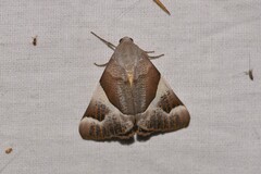 Niceteria macrocosma