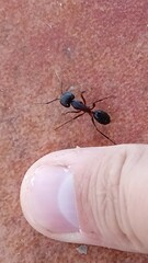 Camponotus barbaricus