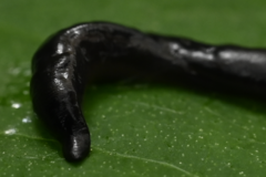 Kontikia ventrolineata