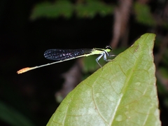 Agriocnemis exsudans