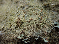 Bacidia rubella