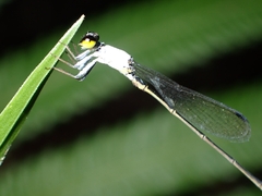 Agriocnemis exsudans