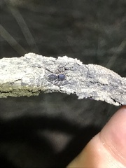 Tharpyna campestrata