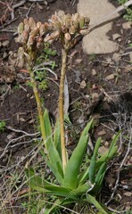 Aloe ecklonis