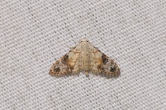 Araeopteron epiphracta