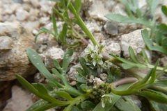 Lepidium coronopus