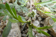 Lepidium coronopus