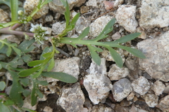Lepidium coronopus