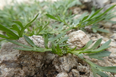 Lepidium coronopus