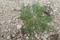 Lepidium coronopus