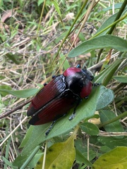Temognatha