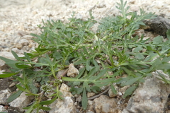 Lepidium coronopus