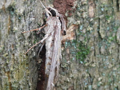Psilogramma