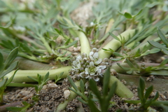 Lepidium coronopus