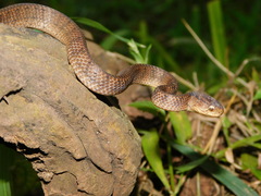 Pareas carinatus