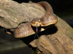 Pareas carinatus