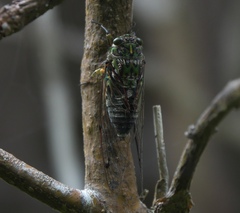 Amphipsalta