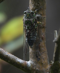 Amphipsalta