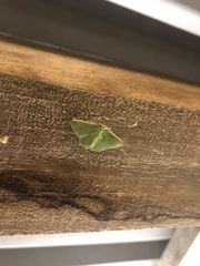 Comostola leucomerata