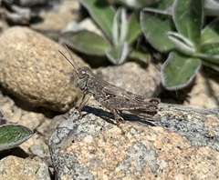 Phaulacridium otagoense