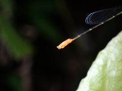 Agriocnemis exsudans