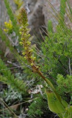 Satyrium parviflorum