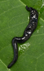 Kontikia ventrolineata