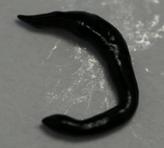 Kontikia ventrolineata