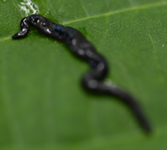 Kontikia ventrolineata