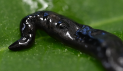 Kontikia ventrolineata