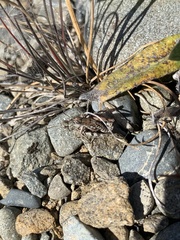 Phaulacridium otagoense