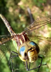 Austrogynacantha heterogena